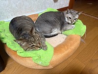 ぽんぽん