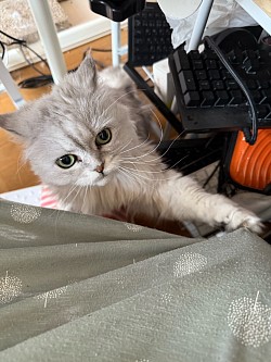 もこ