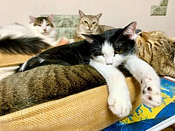だらだら