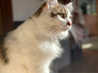まお